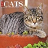 Just Cats (Calendar) - Willow Creek Press Photo