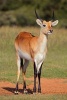 African Red Lechwe Antelope Journal (Paperback) - Cs Creations Photo