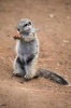 Cape Ground Squirrel Journal - 150 Page Lined Notebook/Diary (Paperback) - Cool Image Photo