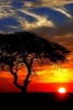 A Beautiful Sunset on the African Plains - Blank 150 Page Lined Journal for Your Thoughts, Ideas, and Inspiration (Paperback) - Unique Journal Photo