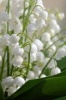 Lily of the Valley Flower Journal - 150 Page Lined Notebook/Diary (Paperback) - Cool Image Photo