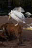 Great White Pelican Riding an African Forest Buffalo Journal - 150 Page Lined Notebook/Diary (Paperback) - Cool Image Photo