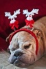 Snoozing English Bulldog Wearing a Festive Reindeer Headband Holiday Journal - 150 Page Lined Notebook/Diary (Paperback) - Cs Creations Photo