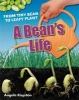 A Bean's Life - Age 6-7, Below Average Readers (Paperback) - Angela Royston Photo