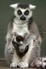 Ring-Tailed Lemur with Baby Journal - 150 Page Lined Notebook/Diary (Paperback) - Cool Image Photo