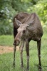 Elk in the Grass Journal - 150 Page Lined Notebook/Diary (Paperback) - Cool Image Photo