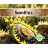 Semillas (Seeds) (Spanish, Hardcover) - Grace Hansen Photo