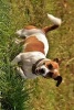 Jack Russell Terrier Dog Playing in a Field - Blank 150 Page Lined Journal for Your Thoughts, Ideas, and Inspiration (Paperback) - Unique Journal Photo