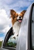 Cute Papillon Dog in a Car Journal - 150 Page Lined Notebook/Diary (Paperback) - Cs Creations Photo