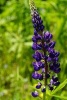 A Beautiful Purple Lilac Bloom Amongst the Green Grass of Spring Journal - Take Notes, Write Down Memories in This 150 Page Lined Journal (Paperback) - Pen2 Paper Photo