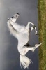 Beautiful White Horse on the Run Journal - 150 Page Lined Notebook/Diary (Paperback) - Cool Image Photo