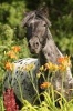 Say Hello to the Appaloosa Horse Journal - 150 Page Lined Notebook/Diary (Paperback) - Cool Image Photo