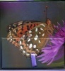 Memo Block - Painted Lady Butterfly (Hardcover) - Peony Press Photo