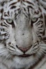 White Tiger Face Journal - 150 Page Lined Notebook/Diary (Paperback) - Cool Image Photo