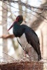 Black Stork in a Nest Bird Journal - 150 Page Lined Notebook/Diary (Paperback) - Cs Creations Photo