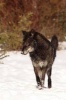 Black Wolf Journal - 150 Page Lined Notebook/Diary (Paperback) - Cool Image Photo