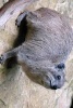 Procavia Capensis Rock Hyrax on a Rock of Course - Blank 150 Page Lined Journal for Your Thoughts, Ideas, and Inspiration (Paperback) - Unique Journal Photo