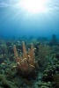 Pillar Coral in Coral Gardens Off Coast of Roatan Honduras Journal - 150 Page Lined Notebook/Diary (Paperback) - Cool Image Photo