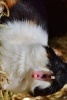 A Guinea Pig Yawning - Blank 150 Page Lined Journal for Your Thoughts, Ideas, and Inspiration (Paperback) - Unique Journal Photo