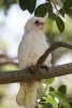 Little Corella Cacatua Sanguinea Australian Bird Journal - 150 Page Lined Notebook/Diary (Paperback) - Cs Creations Photo