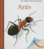 Ants (Hardcover) - Rene Mettler Photo