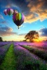 Hot Air Balloons Flying Over Lavender Fields Journal - 150 Page Lined Notebook/Diary (Paperback) - Cs Creations Photo