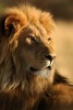 A Beautiful Male Lion in Kenya - Blank 150 Page Lined Journal for Your Thoughts, Ideas, and Inspiration (Paperback) - Unique Journal Photo