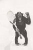 Monkey Tennis Journal - 150 Page Lined Notebook/Diary (Paperback) - Cool Image Photo