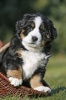 Bernese Mountain Dog Puppy Journal - 150 Page Lined Notebook/Diary (Paperback) - Cool Image Photo