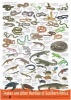 Snakes and Other Reptiles of Southern Africa (Poster) -  Photo