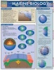 Marine Biology - BarCharts Inc Photo