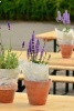 Beautiful Lavender Plants Growing in Pots - Blank 150 Page Lined Journal for Your Thoughts, Ideas, and Inspiration (Paperback) - Unique Journal Photo