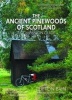 The Ancient Pinewoods of Scotland - A Companion Guide (Paperback) - Clifton Bain Photo