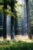 The Black Forest in Germany Journal - 150 Page Lined Notebook/Diary (Paperback) - Cool Image Photo