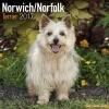 Norwich/Norfolk Terrier Calendar 2017 (Paperback) - Avonside Publishing Ltd Photo