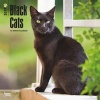 Black Cats 2017 Square (Calendar) - Inc Browntrout Publishers Photo