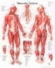 Male Muscular System - WITH Male Figure Laminated Poster (Poster) - Scientific Publishing Photo