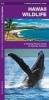 Hawaii Wildlife - A Folding Pocket Guide to Familiar Species (Pamphlet) - James Kavanagh Photo