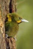 Greater Yellownape (Picus Flavinucha) Bird Journal - 150 Page Lined Notebook/Diary (Paperback) - Cool Image Photo