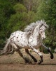 Appaloosa -  Horse Journal/Notebook/Diary (Paperback) - Artified Pets Photo