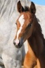 Portrait of a Sweet Bay Foal Horse Journal - 150 Page Lined Notebook/Diary (Paperback) - Cs Creations Photo