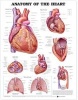 Anatomy of the Heart Anatomical Chart (Wallchart, 2nd Revised edition) - Anatomical Chart Company Photo