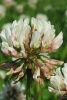 Trifolium Repens White Clover Flower Blooming - Blank 150 Page Lined Journal for Your Thoughts, Ideas, and Inspiration (Paperback) - Unique Journal Photo