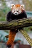 Red Panda Animal Journal - 150 Page Lined Notebook/Diary (Paperback) - Cs Creations Photo