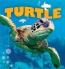 Turtle (Hardcover) - Camilla De la B edoy ere Photo