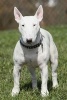 White English Bull Terrier at the Park Journal - 150 Page Lined Notebook/Diary (Paperback) - Cool Image Photo