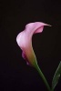 Pink Calla Lily Portrait Journal - 150 Page Lined Notebook/Diary (Paperback) - Cs Creations Photo