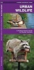 Urban Wildlife - A Folding Pocket Guide to Familiar Species (Pamphlet) - James Kavanagh Photo