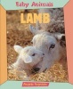 Lamb (Paperback, New edition) - Angela Royston Photo