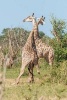 Two African Giraffes Fighting Journal - 150 Page Lined Notebook/Diary (Paperback) - Cs Creations Photo